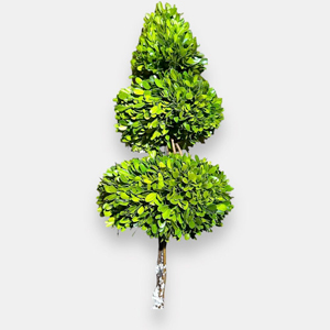 Trees & Plants